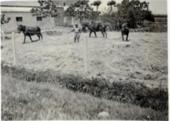 Feines del camp juny-octubre 1941 Prat